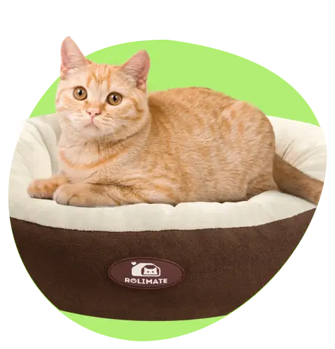 Pet Bed