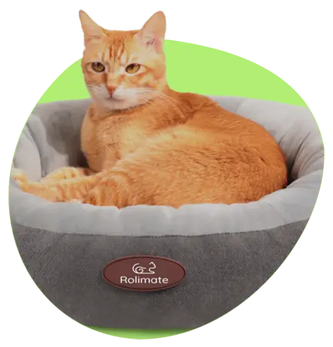 Pet Bed