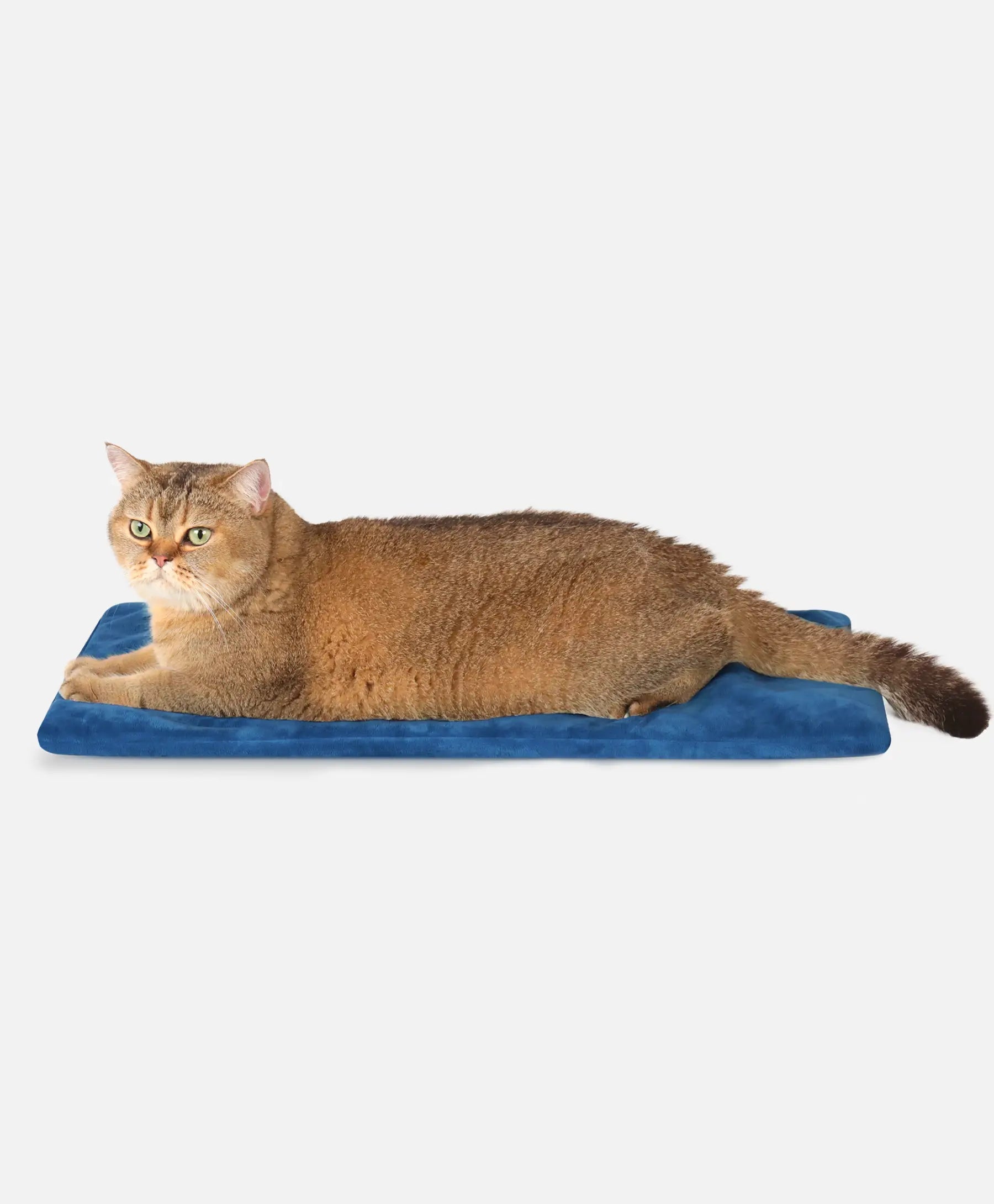 Rolimate heated pet pad for cats, providing warmth and comfort during winter.